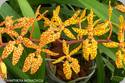 Renanthera monachica